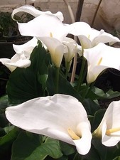 2 ARUM LILY PLANTS 9cm pots