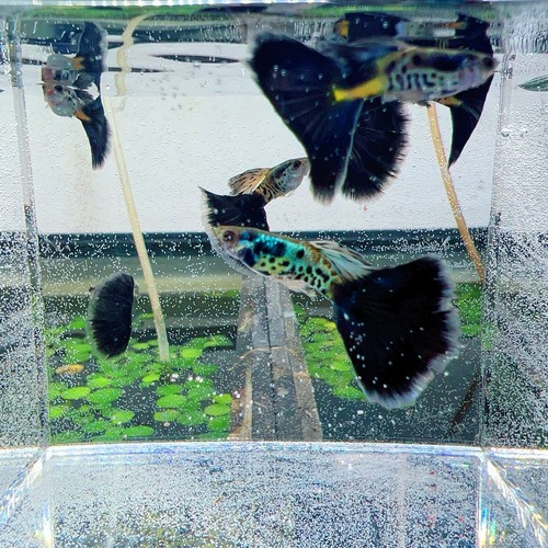 Live guppy fry galaxy - -,
