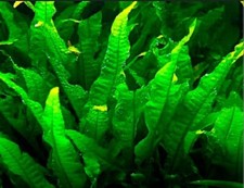 JAVA FERN BEAUTIFUL TROPICAL