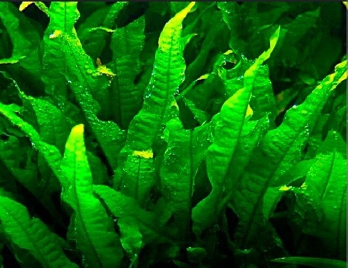 Java fern beautiful tropical - fern,