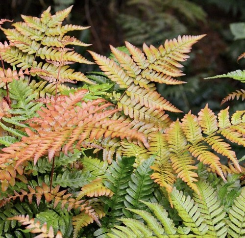 Japanese autumn fern - autumn,