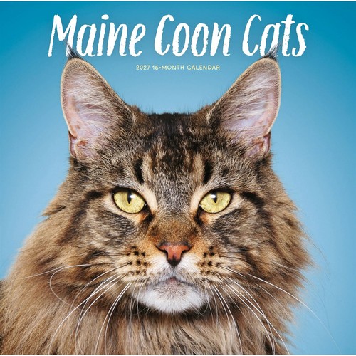 Maine coon cats - cats, 2027