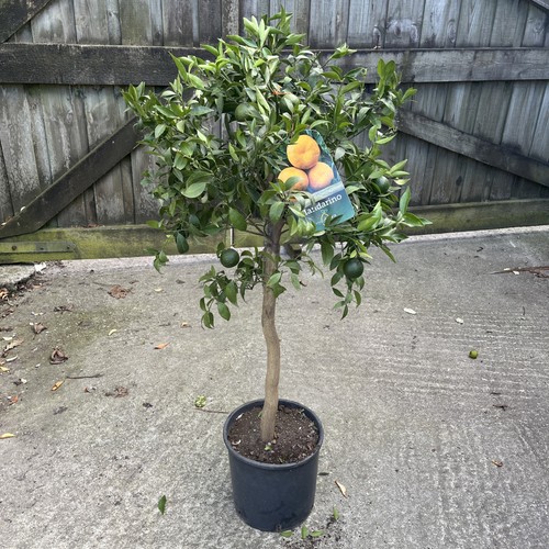 Citrus mandarine sweet - -,