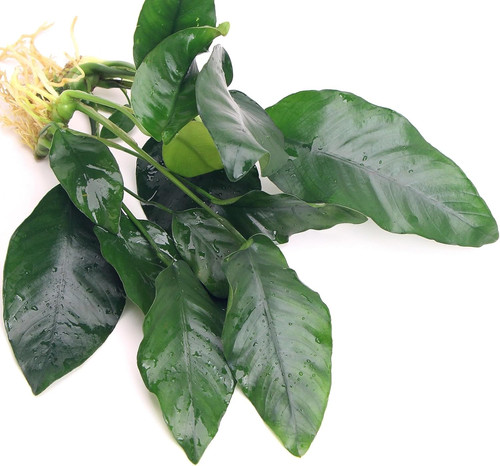 Anubias barteri var nana - anubias,
