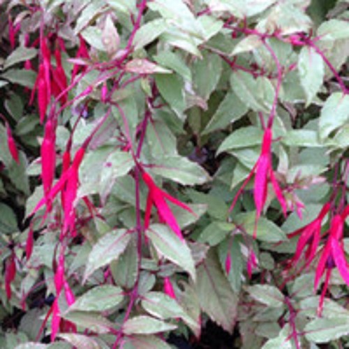 Hardy fuchsia magellanica - 6,