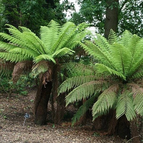 Tree fern dicksonia antarctica - tree,
