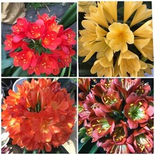 15 x Clivia m. MIXED seeds. South African Strains.  National Collection Holders