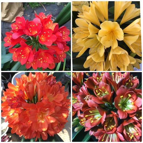 Clivia mixed seeds - clivia,