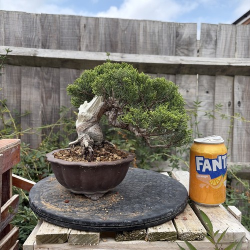 Itoigawa juniper bonsai tree - itoigawa,