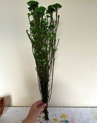 Green real dried rice flowers - dried,