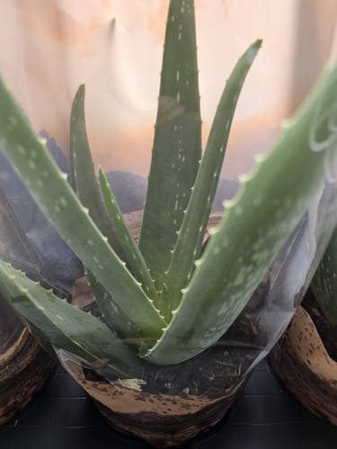 Aloe vera plant healthy - plant, –
