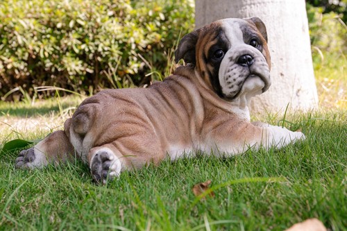 Lying bulldog pup statue dog - pup,