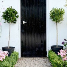 Suttons Standard Bay Tree 1 x 4-6 Litre Potted Plant Approx 80cm Tall