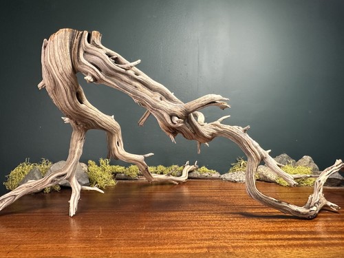 Large manzanita - large, 24”
