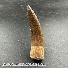 Plesiosaur Tooth Reptile (Dinosaur Age) Tooth Fossil - Genuine Specimen -