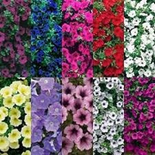 6 Trailing Petunia Surfinia