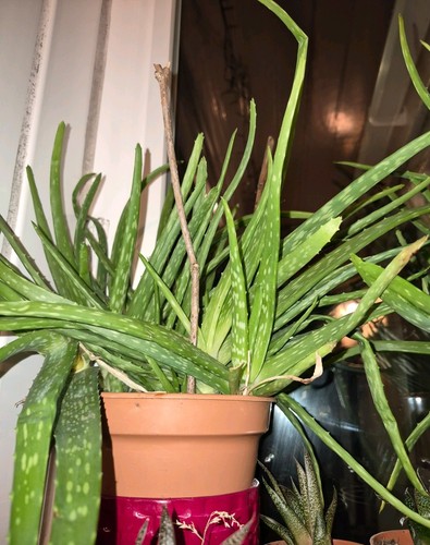 Aloe vera plant - aloe, houseplant