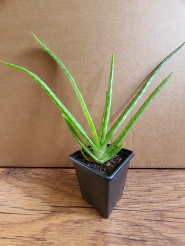Aloe vera young plant bare - aloe,
