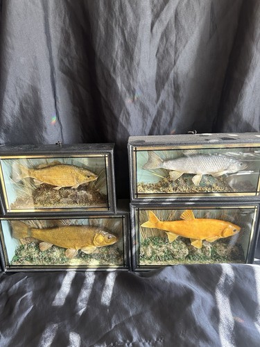 Mini set cased - 4, course