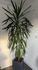 Large Yucca Elephantipes