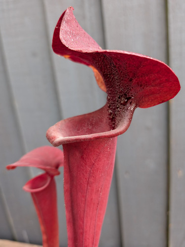 Sarracenia cancan x - ‘cancan’,
