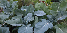 4 Tree Collard Perennial Kale