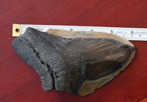 Inch polished megaladon - inch,