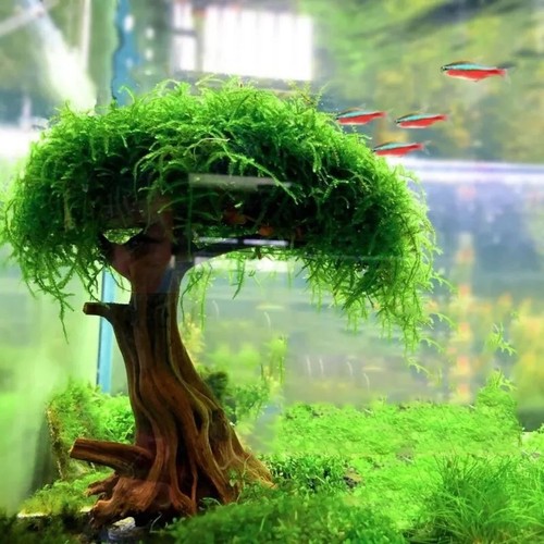 Moss tree fish - moss,