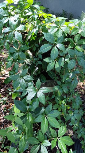Virginia creeper 12 live - virginia, 12+