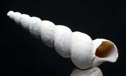 Snail sea shell - snail, turritella