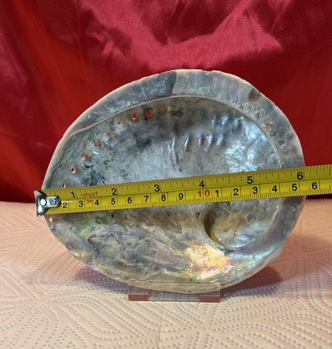 Natural abalone iridescent - abalone,