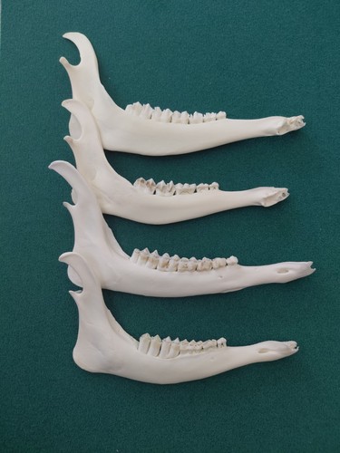 Fallow deer jaw bones - fallow,