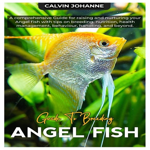 Angel fish comprehensive - fish:,