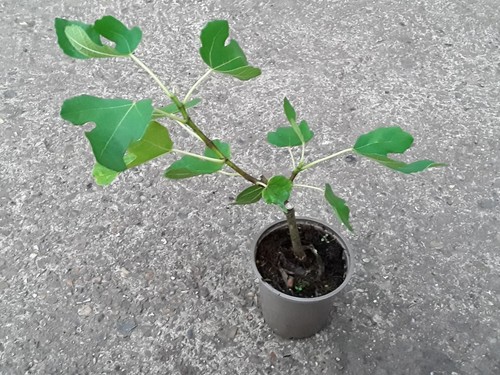 Ficus carica brown turkey - carica, turkey'