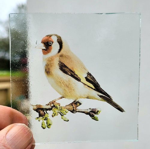 Stained glass goldfinch - stained,