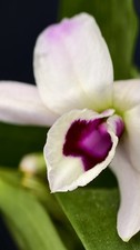 Dendrobium nobile In Flower