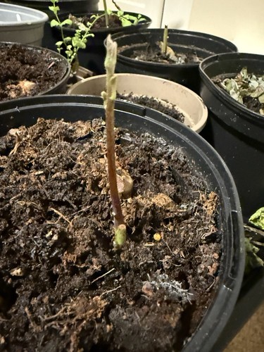 Avocado established seeds - established,