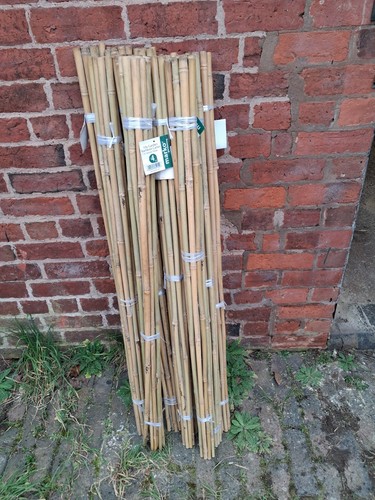 110x extra strong bamboo plant - bamboo,