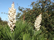 Hardy Outdoor Yucca Gloriosa