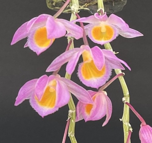 Dendrobium loddigesii mini - dendrobium,