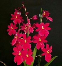 Oncidium -Burrageara Nelly