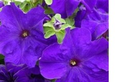 10  X  BEDDING  PETUNIAS  MINI