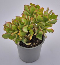 Crassula arborescens ssp