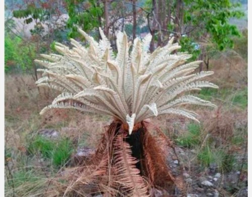 Cycas siamensis miq silver - cycas,