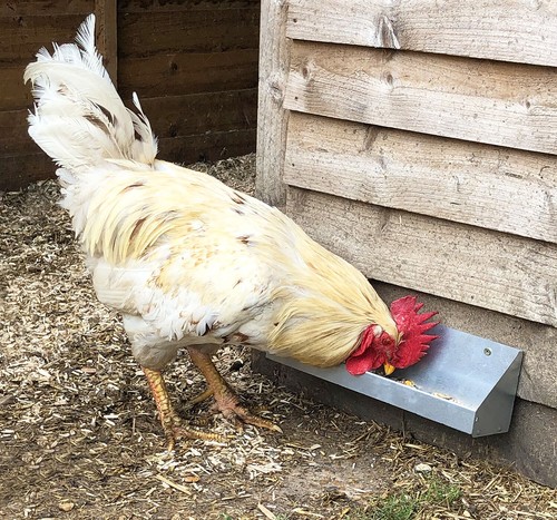 Wall mountable trough chicken - wall,