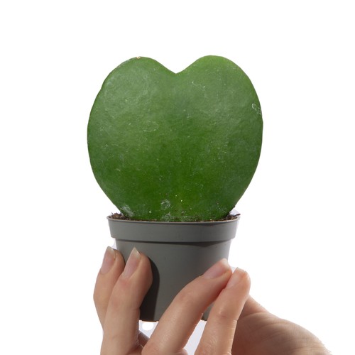 Baby sweetheart hoya kerrii - baby,