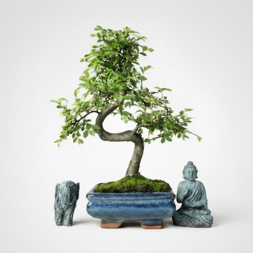 Chinese elm bonsai tree - elm, in