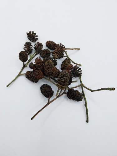 25x alder cones aquarium - 25x,