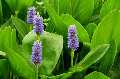 Pickerel weed pontederia - weed, (pontederia