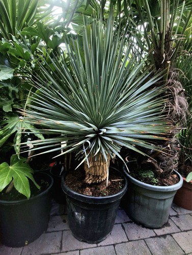 Yucca rostrata tropical - rostrata.,